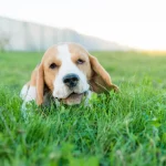 Quanto Tempo Esperar Antes de Deixar Seu Cachorro Solto Após Aplicar Roundup