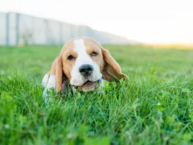 Quanto Tempo Esperar Antes de Deixar Seu Cachorro Solto Após Aplicar Roundup