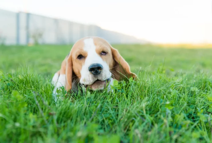 Quanto Tempo Esperar Antes de Deixar Seu Cachorro Solto Após Aplicar Roundup