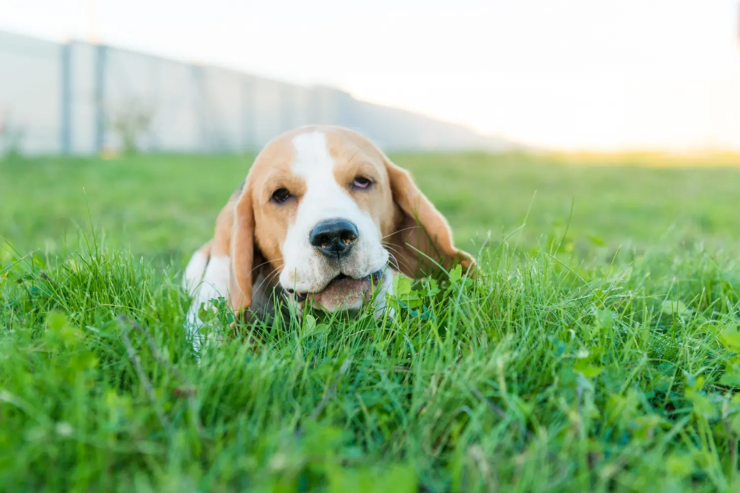 Quanto Tempo Esperar Antes de Deixar Seu Cachorro Solto Após Aplicar Roundup